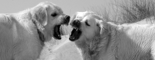 IS MY DOG AGGRESSIVE?