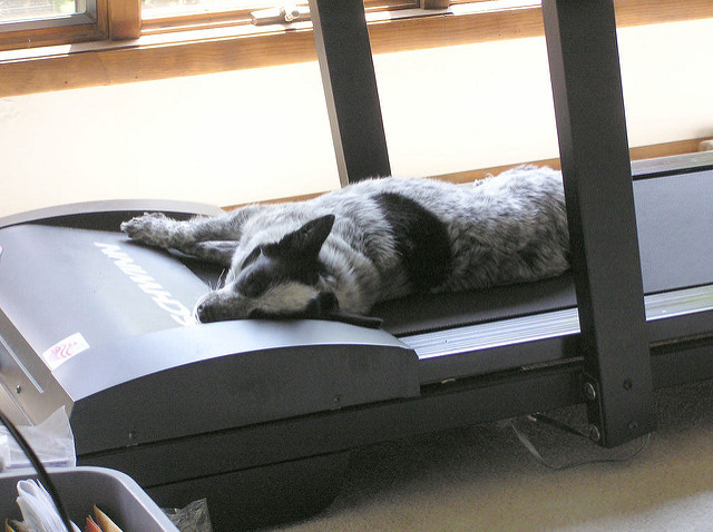 Using a Dog Treadmill –