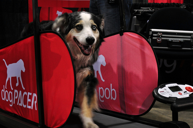 Using a Dog Treadmill –