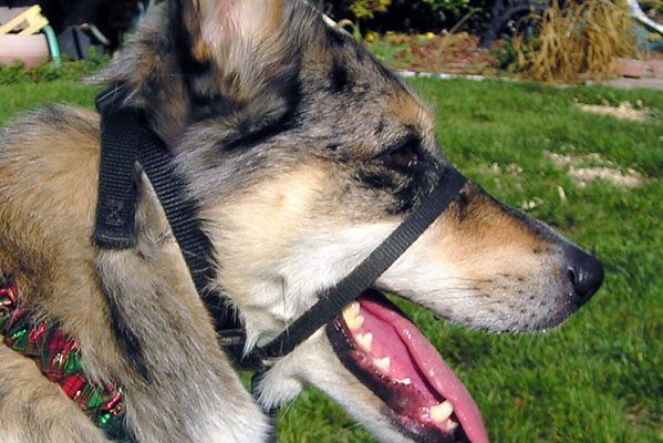 Dog wearing a head halter can open their mouths.
