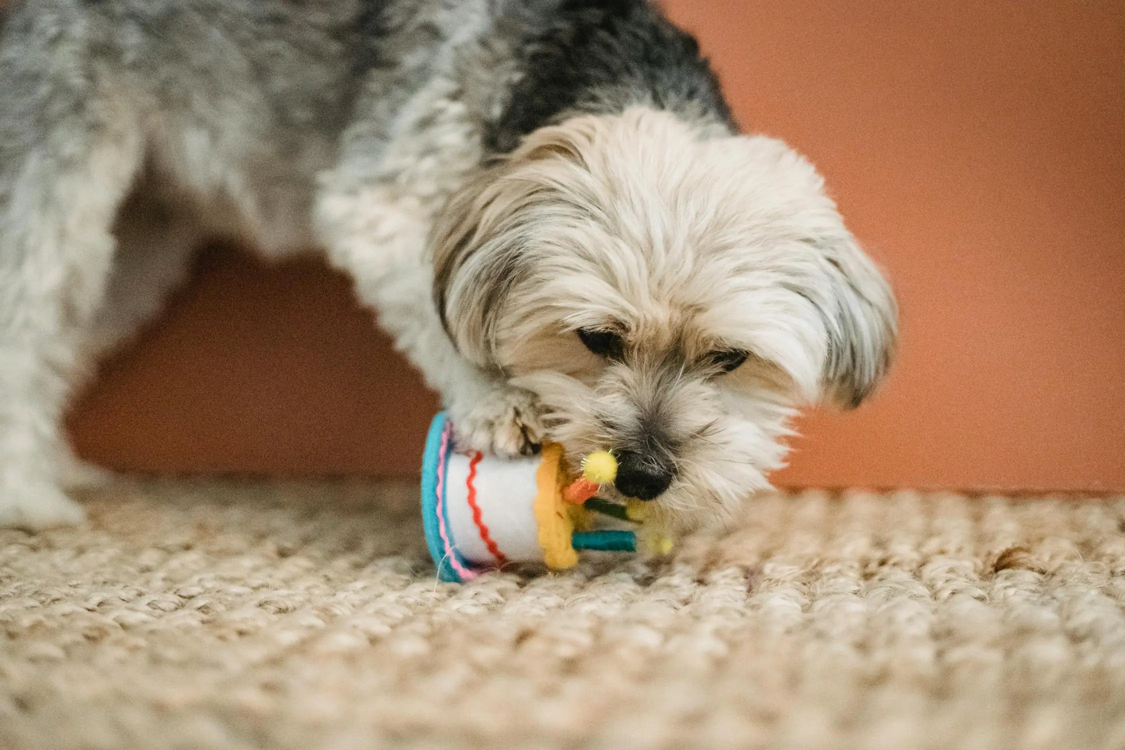 Sound reactivity, Aggression and paw preference