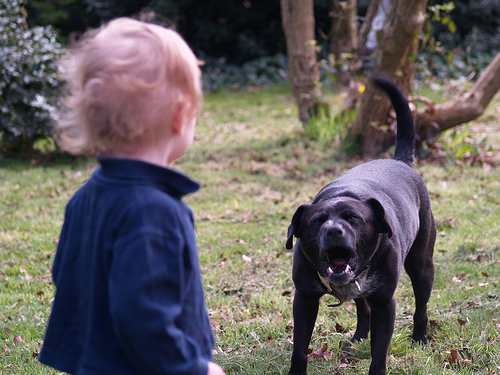 Dog aggression and children don't mix
