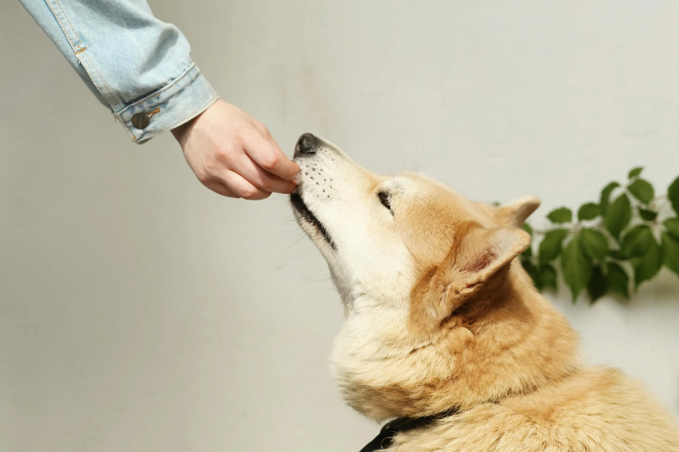 Do treats reward aggression?