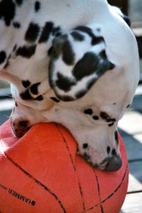 A Dalmatian dog chews a basketball
