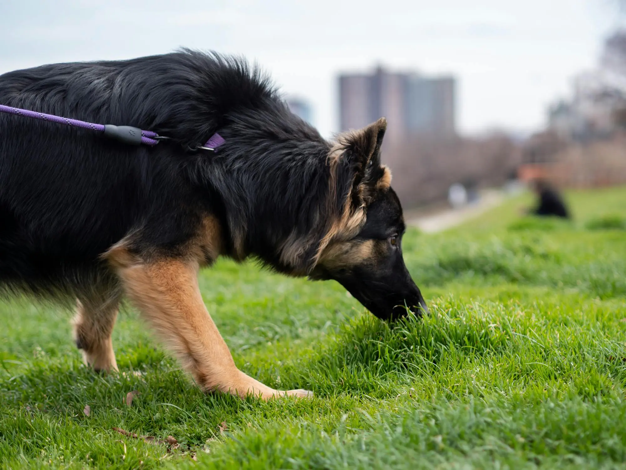 Environmental Enrichment (Part 4) Exercise and Play