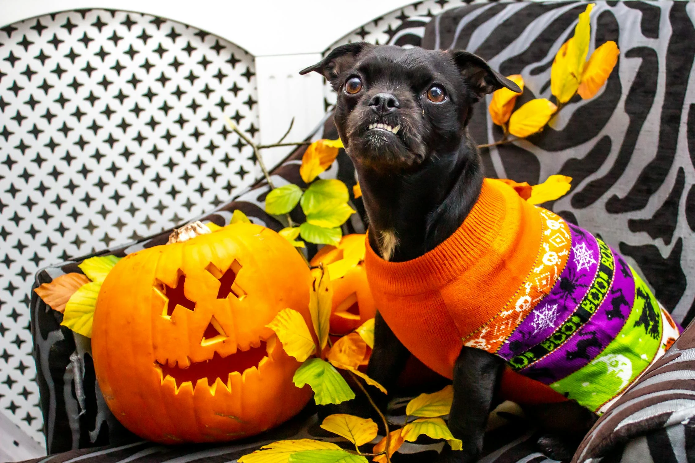 Crazy dog at the door?  Trick or treat!