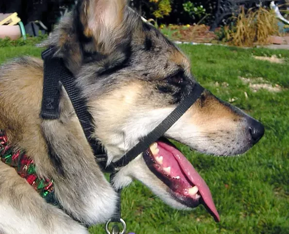 Managing dog aggression by using a head halter for an aggressive dog