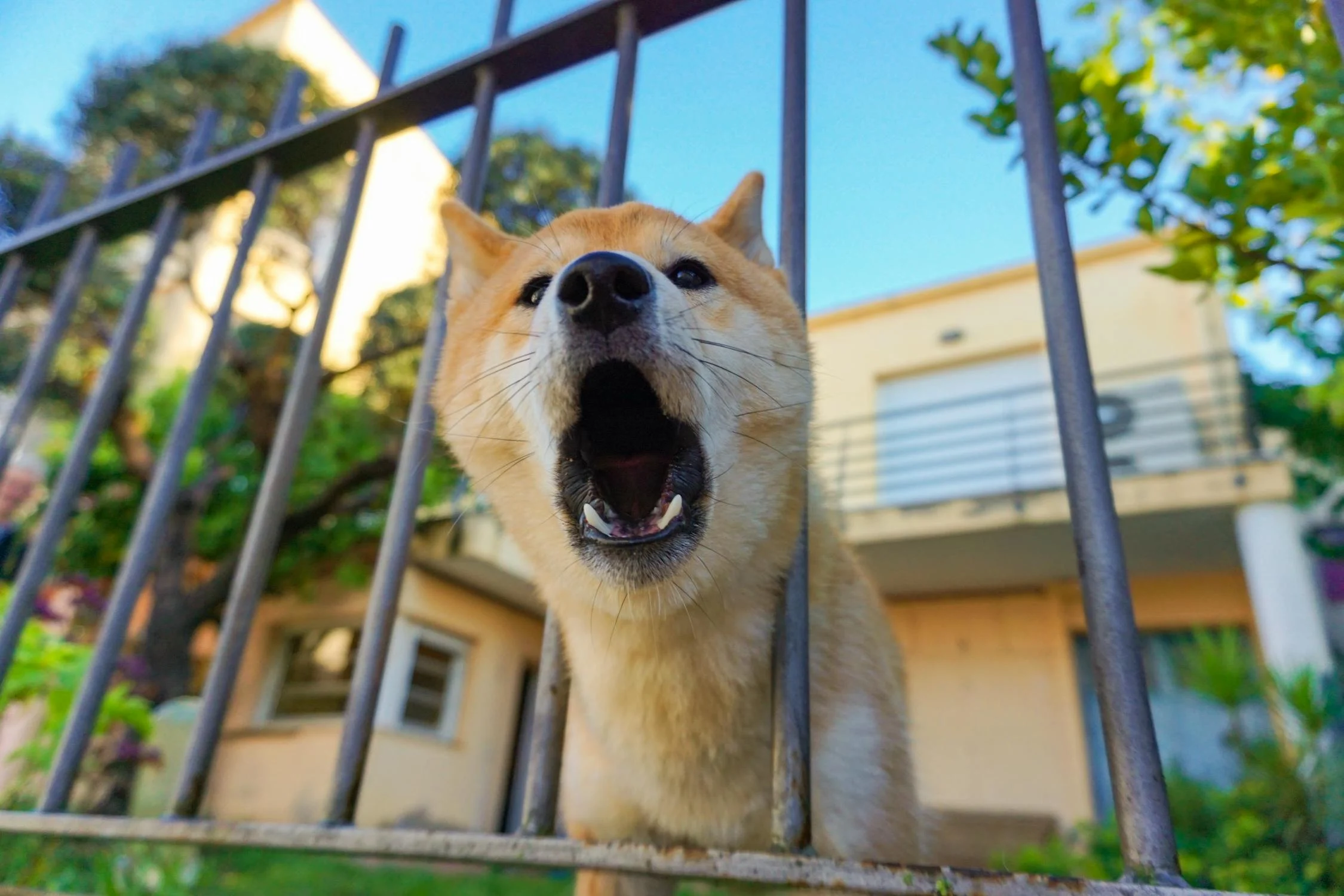 How to Improve Dog Barking – Creatively!