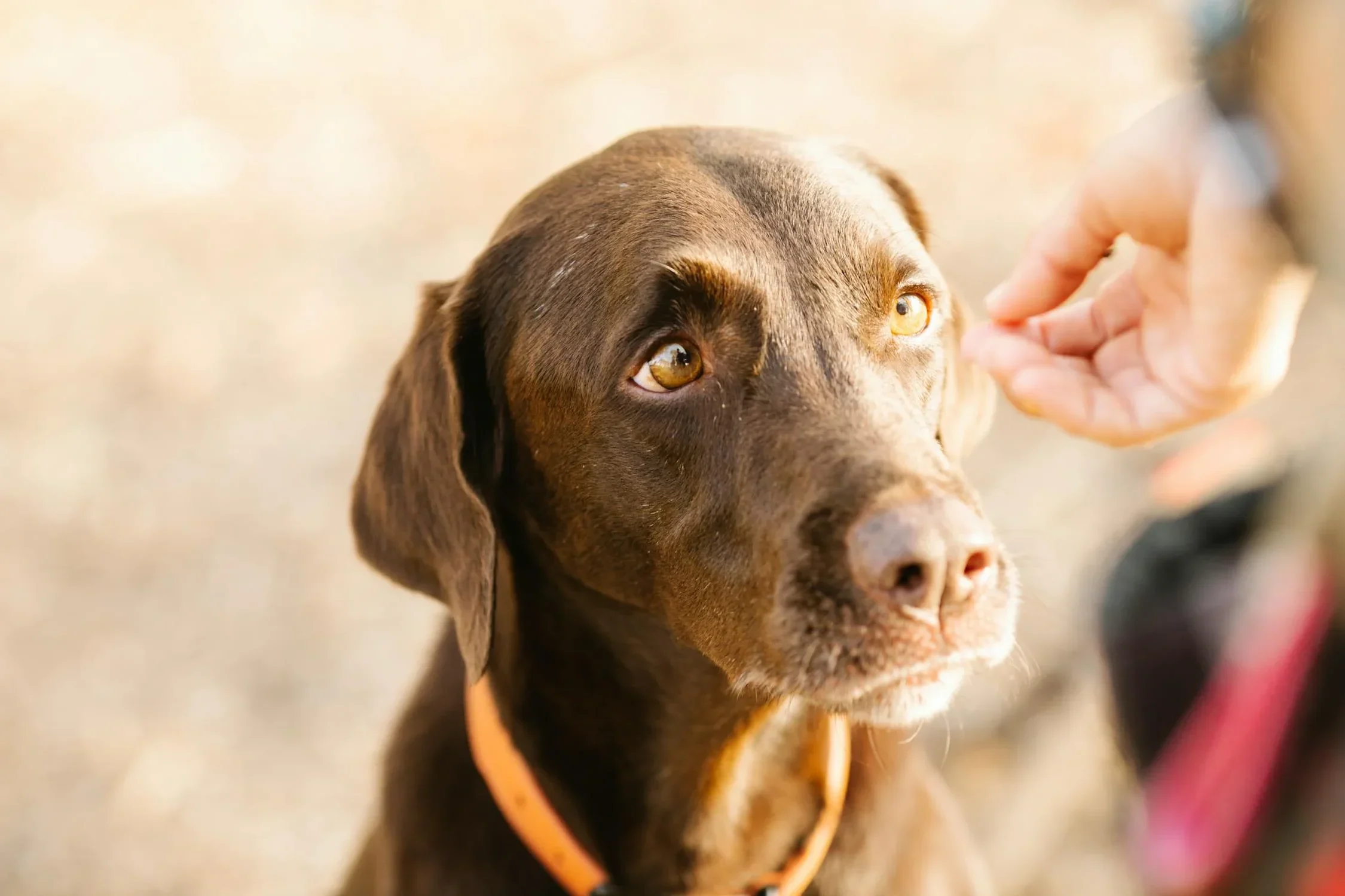 What you may not know about rewarding a dog’s fear or aggression