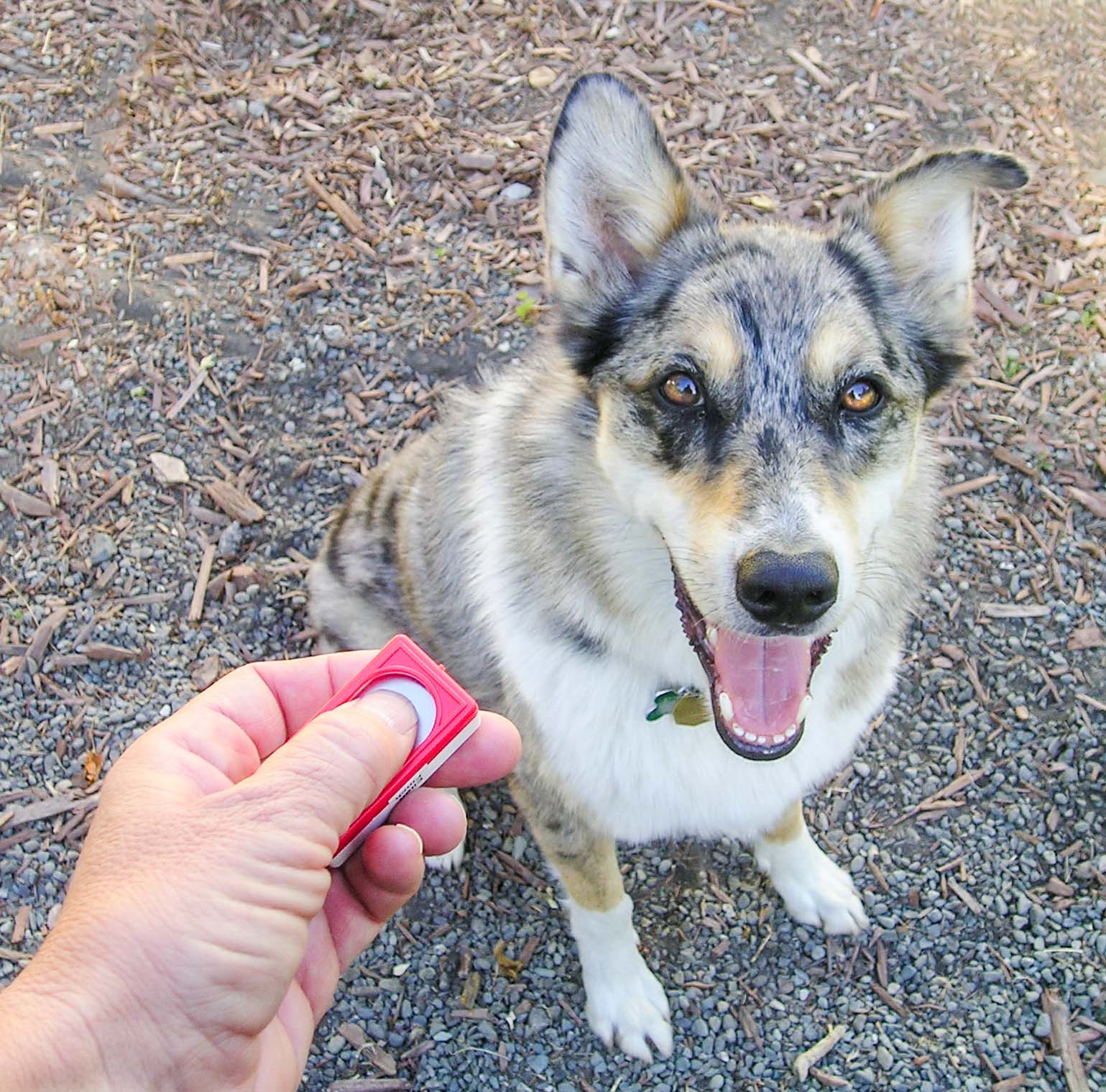 hand using a clicker and a dog looking up at the person