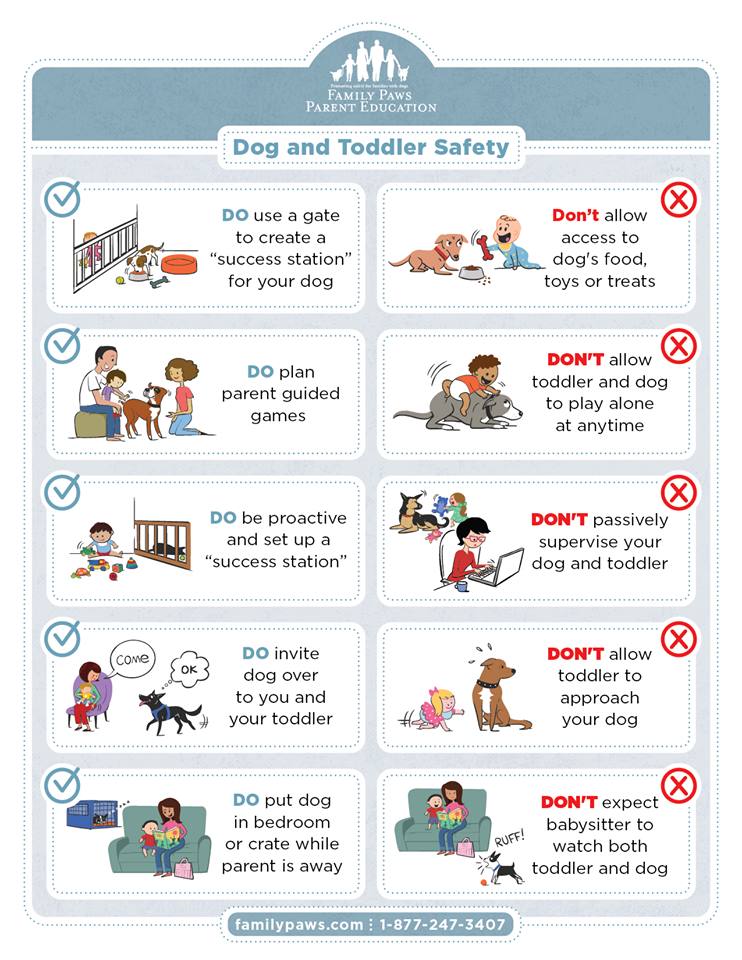 Dog and Toddler Safety: How to prevent bites