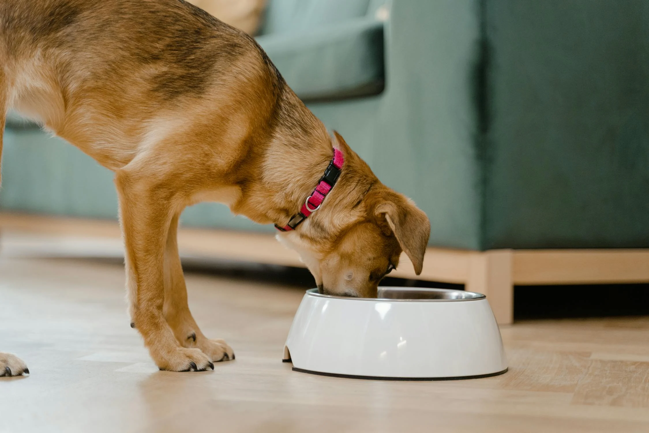 Why Feeding Your Dog Once a Day Creates Problems