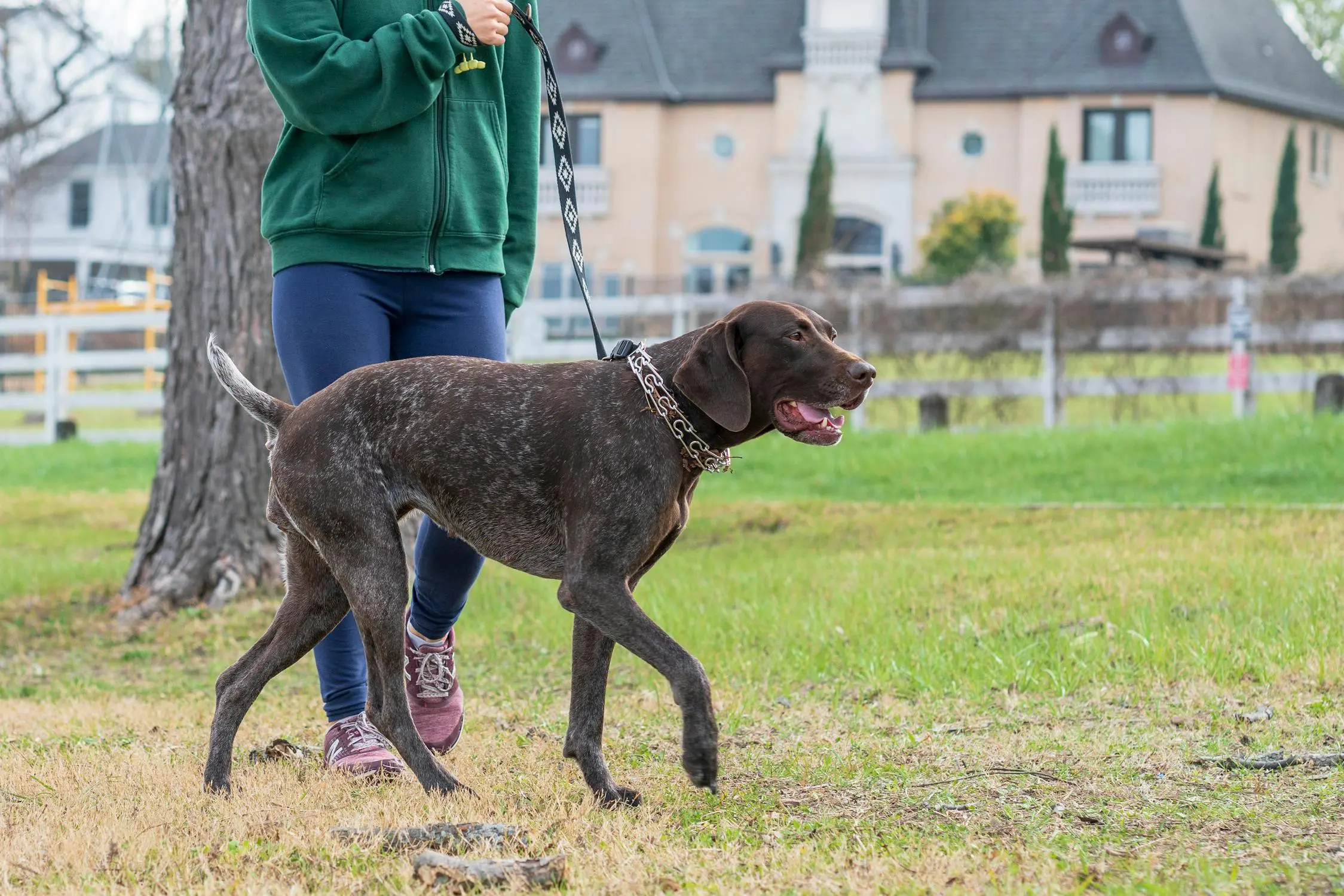 5 TREATMENT METHODS TO AVOID IN DOG TRAINING