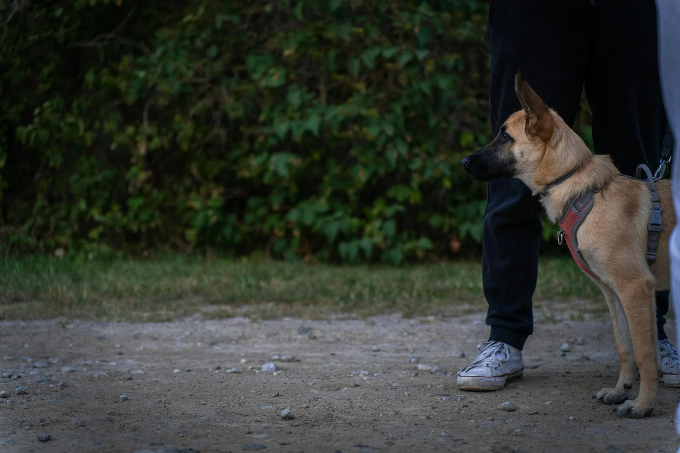 6 Other Ways to Keep Others Away From Your Dog