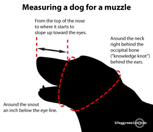 How to measure a best sale dog for a muzzle