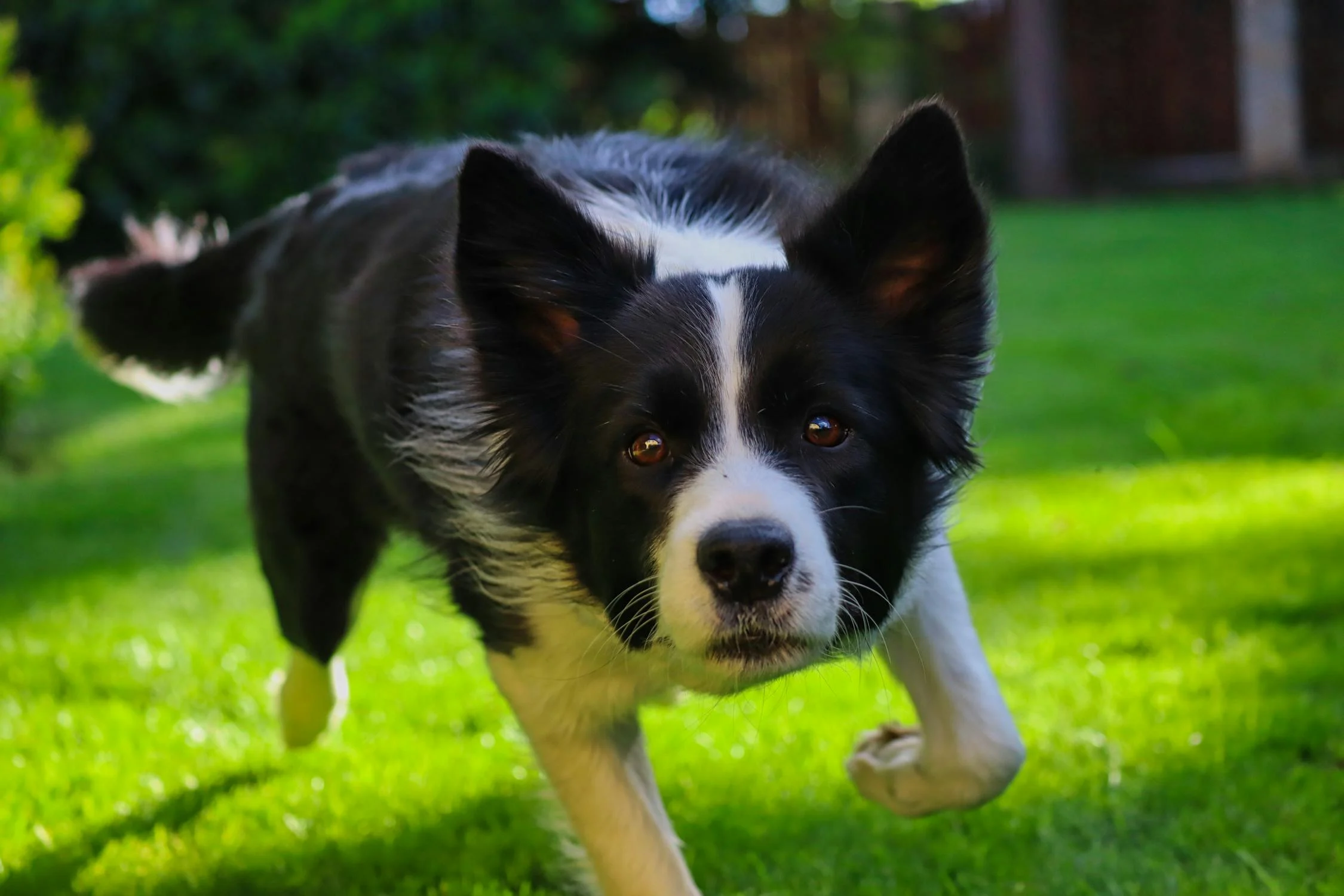 Intense dog running towards viewer