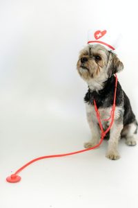 Image of a dog dressed up like a nurse