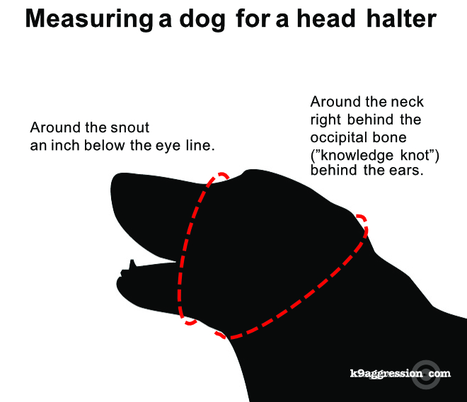 Managing dog aggression by using a head halter for an aggressive dog K9Aggression