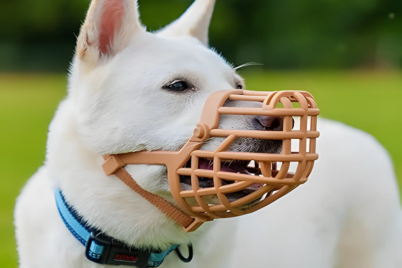 Controlling dog aggression by using a dog muzzle